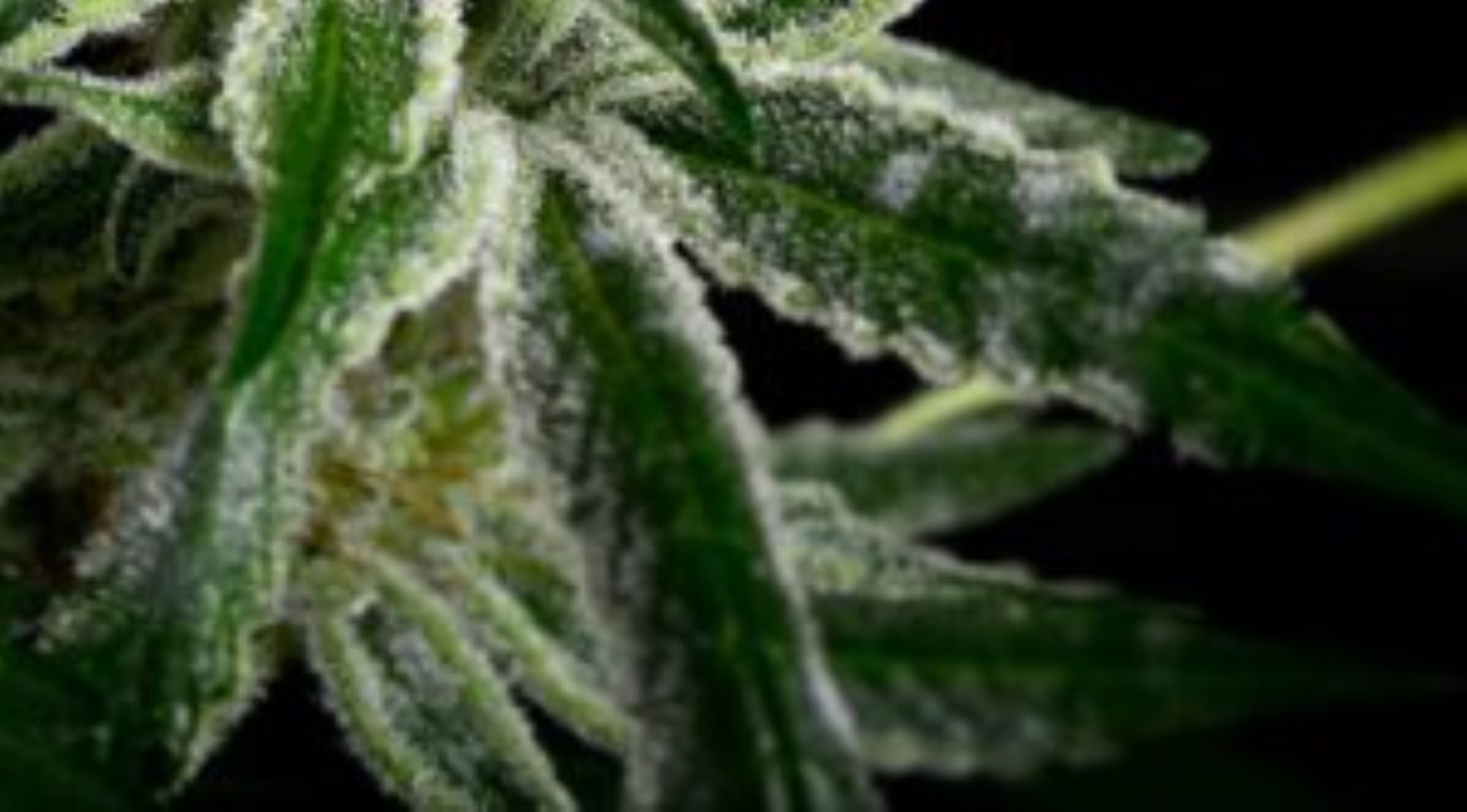 mildiou sur les plants de cannabis 