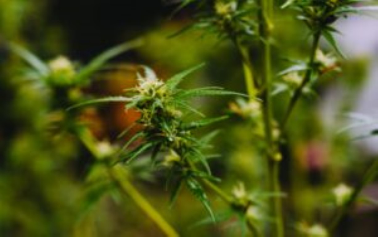 cultivar semillas de cannabis medicinal de amsterdam genetics