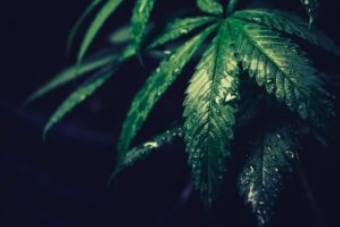 poda de plantas de cannabis defoliar