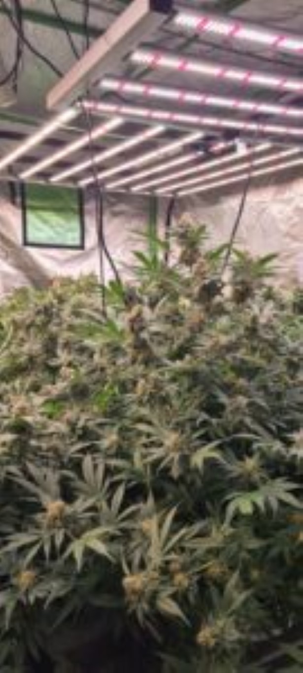 lumière arrosage plants de cannabis