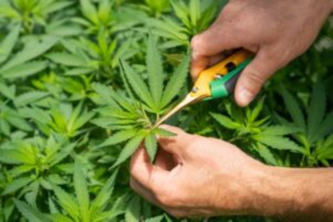 élagage défoliation cannabis marijuana