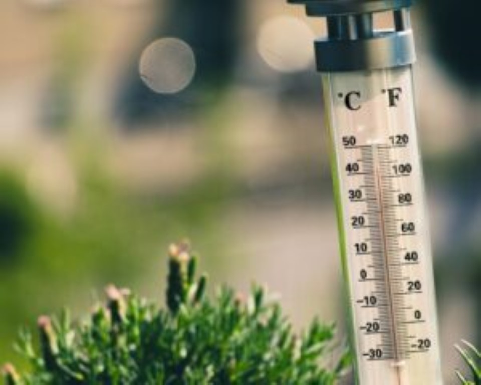 temperaturas para el cultivo de cannabis en exterior