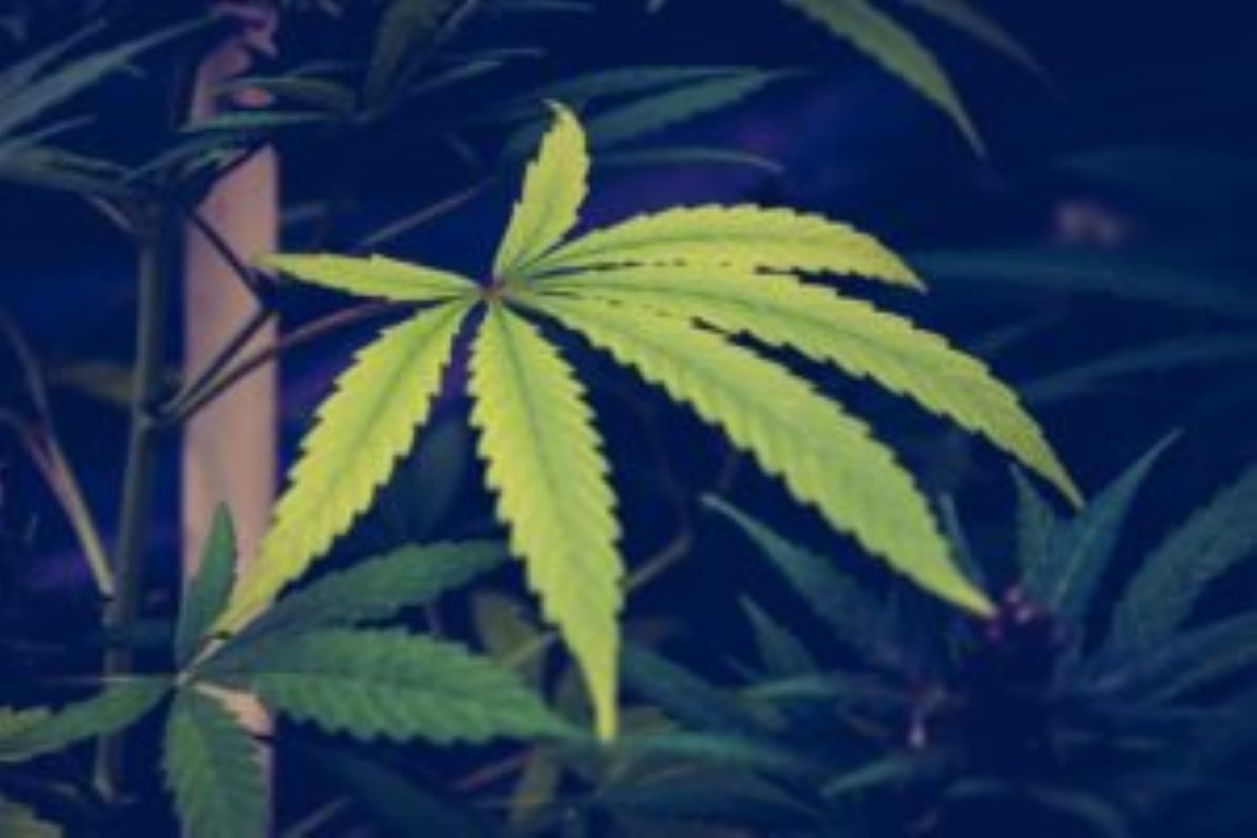 poda de las hojas amarillas del cannabis defoliación