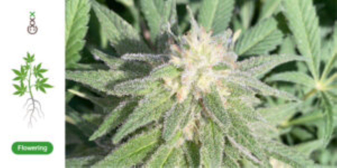 Tricomas de cannabis en floración
