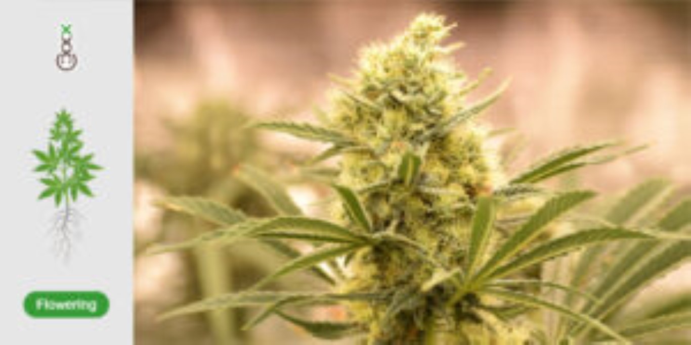 Cannabis en floración lleno de tricomas