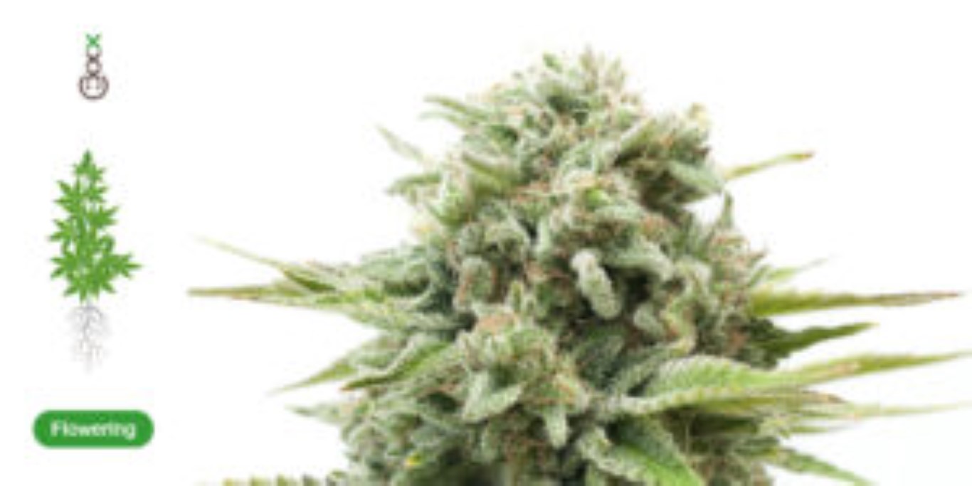 Cómo crece el cannabis en las glándulas de resina THC