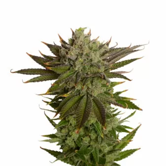 ak-020 cannabis seeds