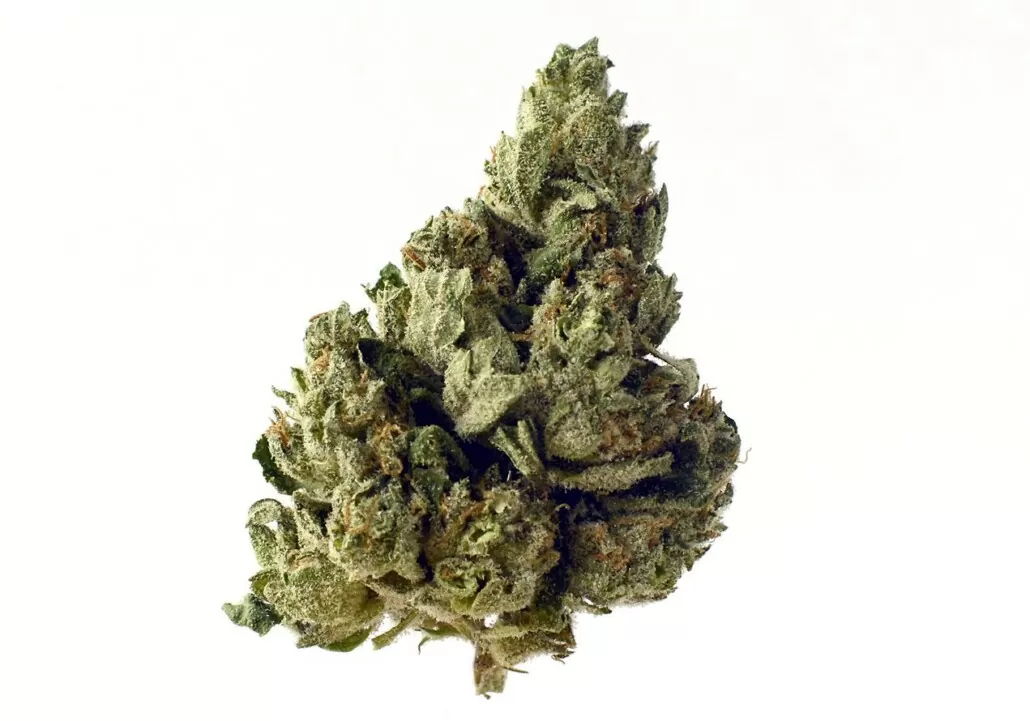 Choco Kush top 3 autoflower cannabis seeds