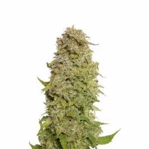Milkshake Kush Autoflower Cannabis Seeds