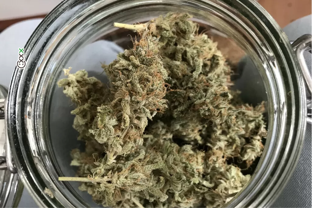 cannabis cure glass jar