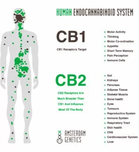 endocannabinoïde système sec cb1 cb2 récepteurs cannabis 