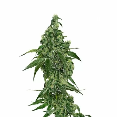 dutch duchess cannabis seeds