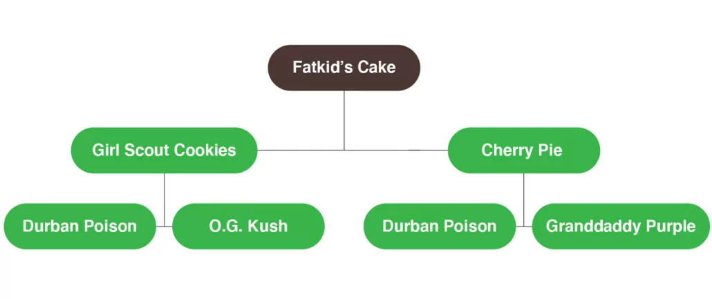 Fatkid's cake genetics