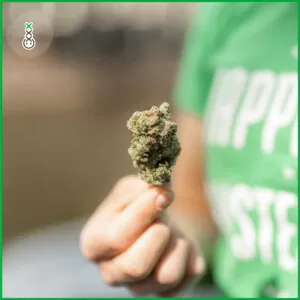 weed cannabis hash