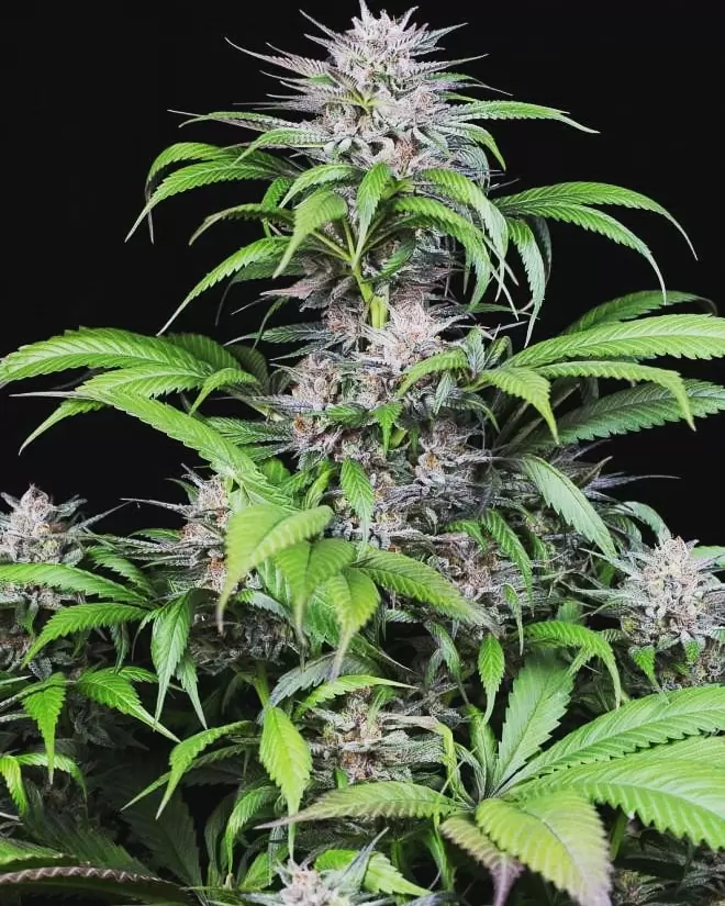 marijuana plant strong healthy root system