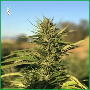 cannabis opwekkende high