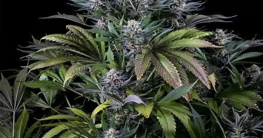 Super silver haze cannabis