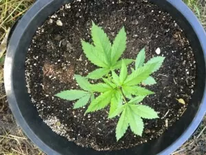 Cultiva cannabis de Amsterdam Genetics en exterior