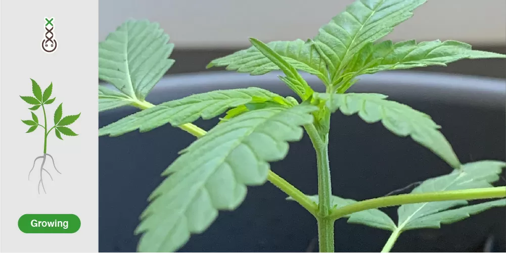 Hoe cannabis groeit in de groeifase