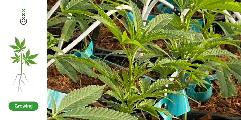 Groeistadium cannabis