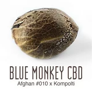 blue monkey cbd thc weed seeds