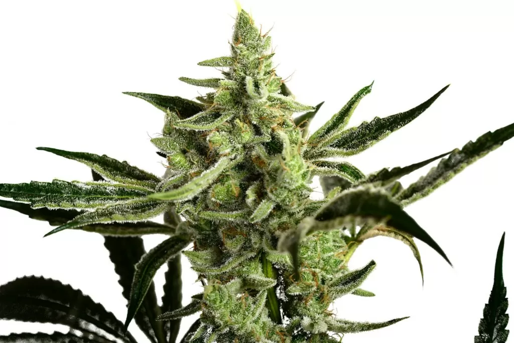 harvesting marijuana buds
