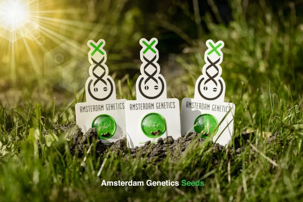 ordering amsterdam genetics cannabis seeds from germany
