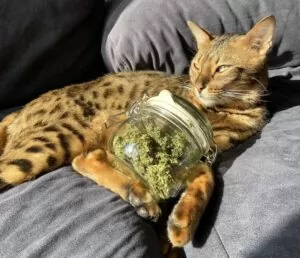 cat pet cannabis