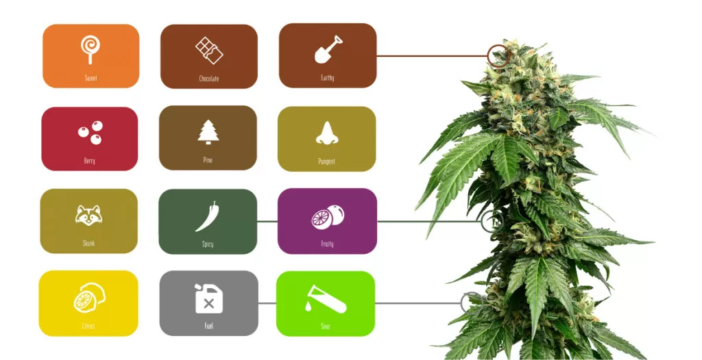 beste cannabis strains terpenen