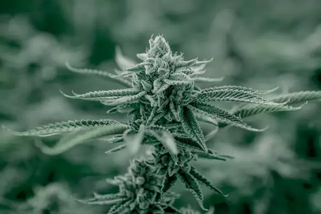 cannabis flowering