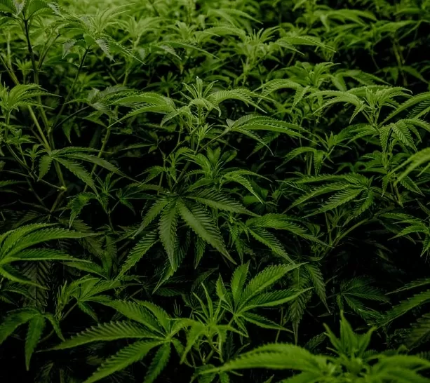 cannabisplanten ontbladeren snoeien betere oogst