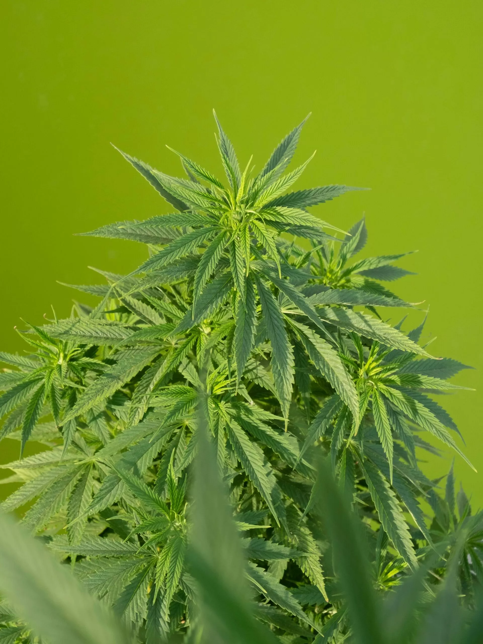 cannabis stoned high thc effecten