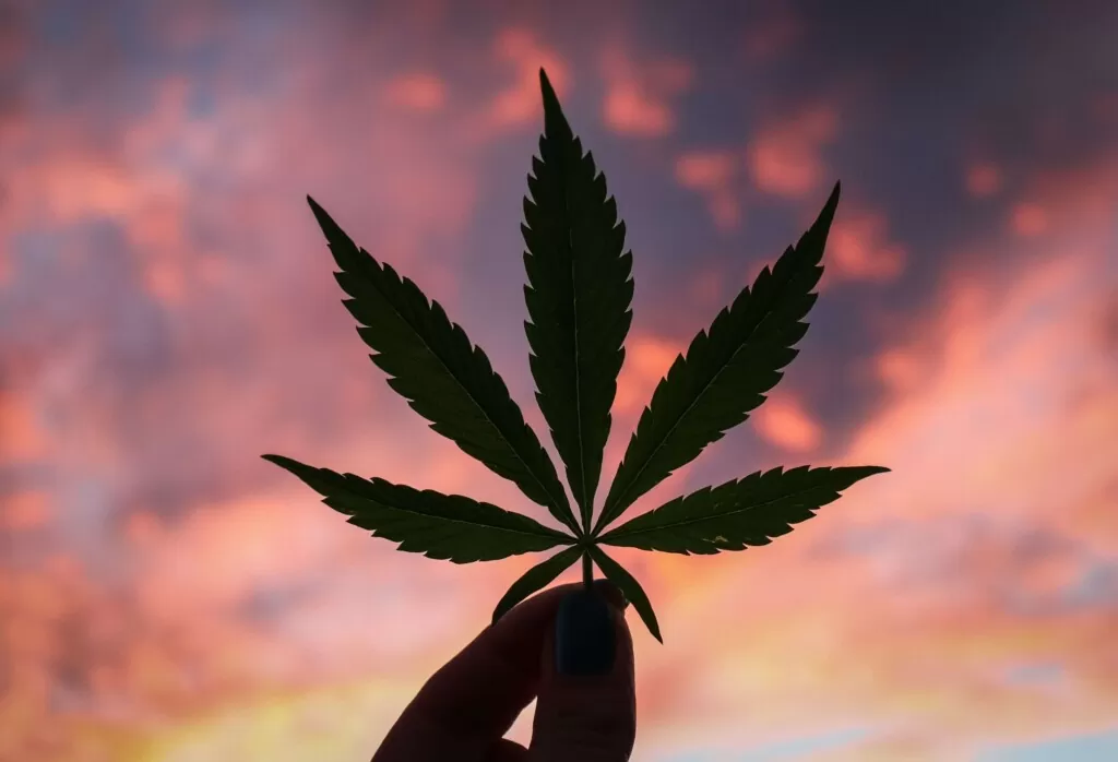 feuilles cannabis 