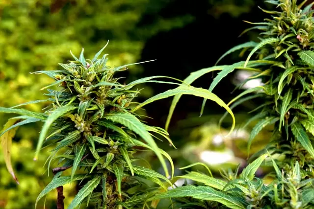 cultivo en exterior de marihuana asociación de cultivo