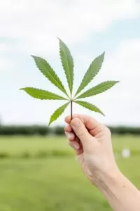 cannabis microdosing