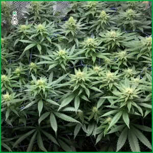 terpinolene cannabis grow