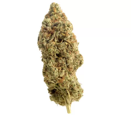 amnesia haze regular cannabis seeds