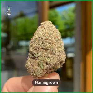 harvesting cannabis at home