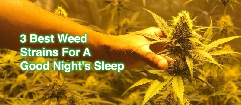 best cannabis to sleep