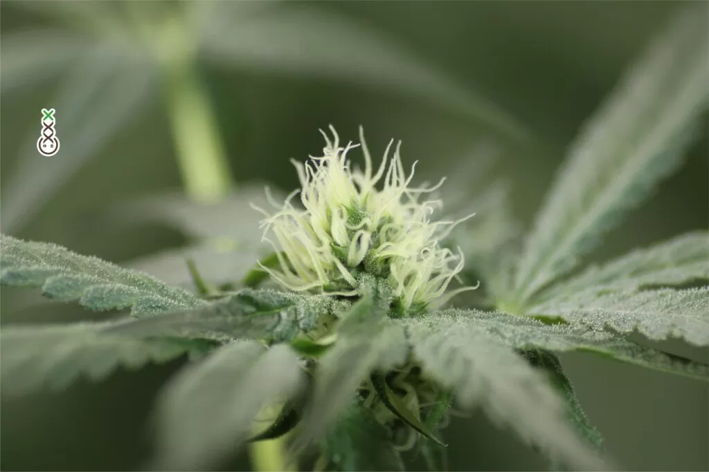 harvesting marijuana plants