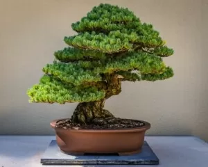 classical japanese miniature tree