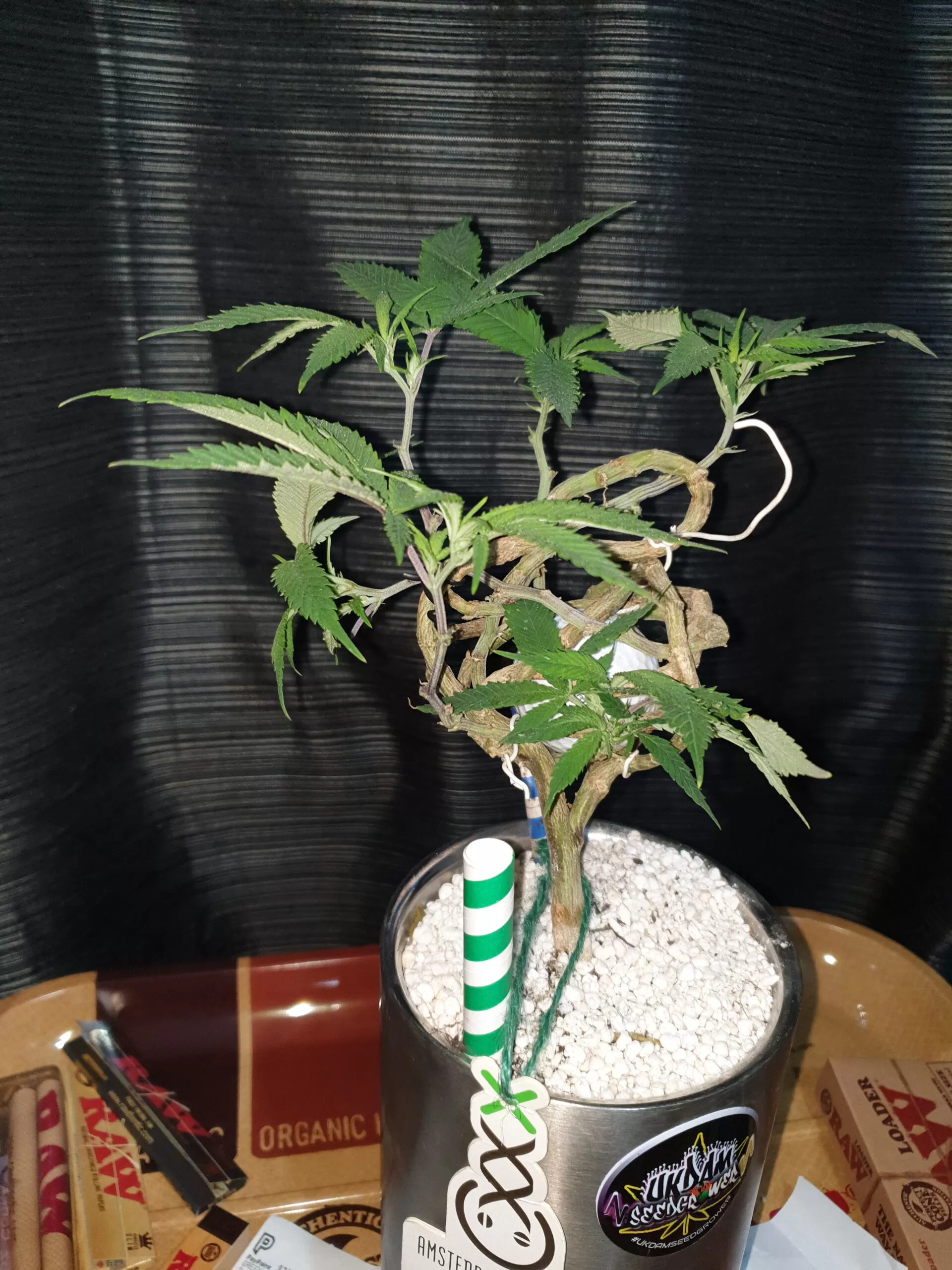 Budsai cannabis bonsai