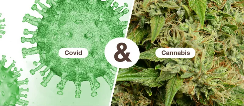 cannabis covid treatment