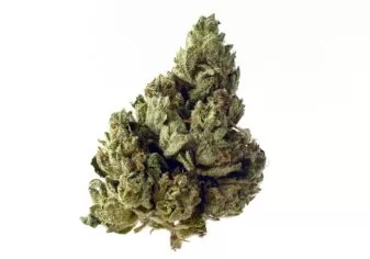 Choco Kush Best Autoflowering cannabis seeds