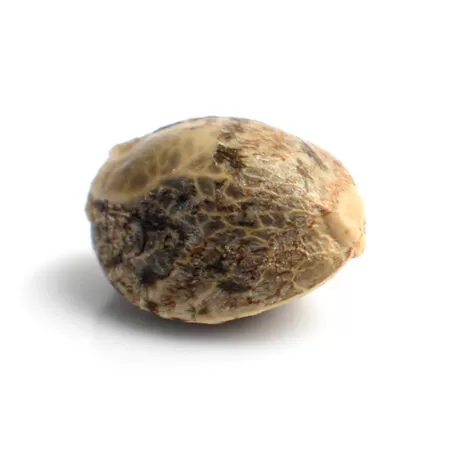 Chunky Cookies seed