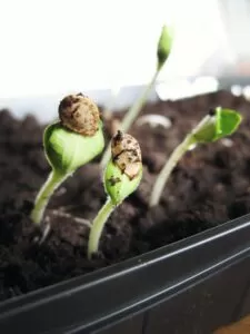 clones seeds cannabis