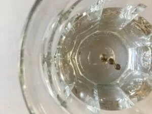 cannabis seeds soaking in water