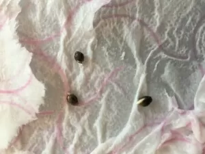Cannabis seeds germinate on paper towel