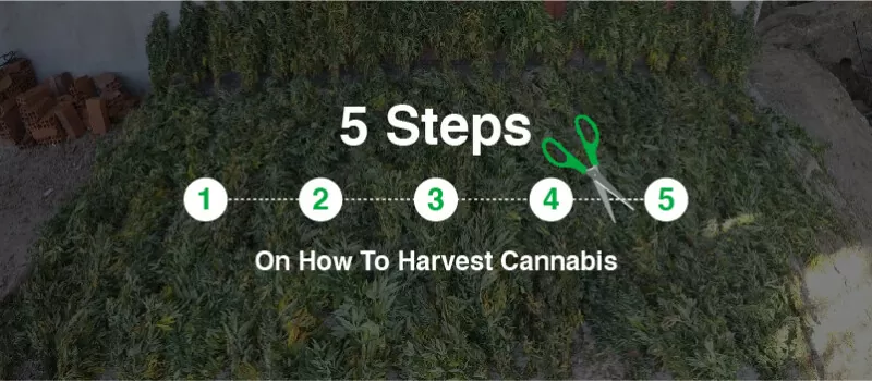 5 steps to cut cannabis