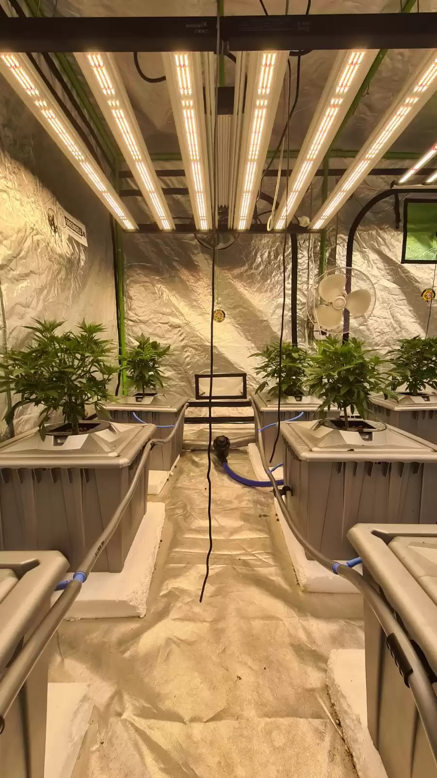 hydroponics cannabis grow